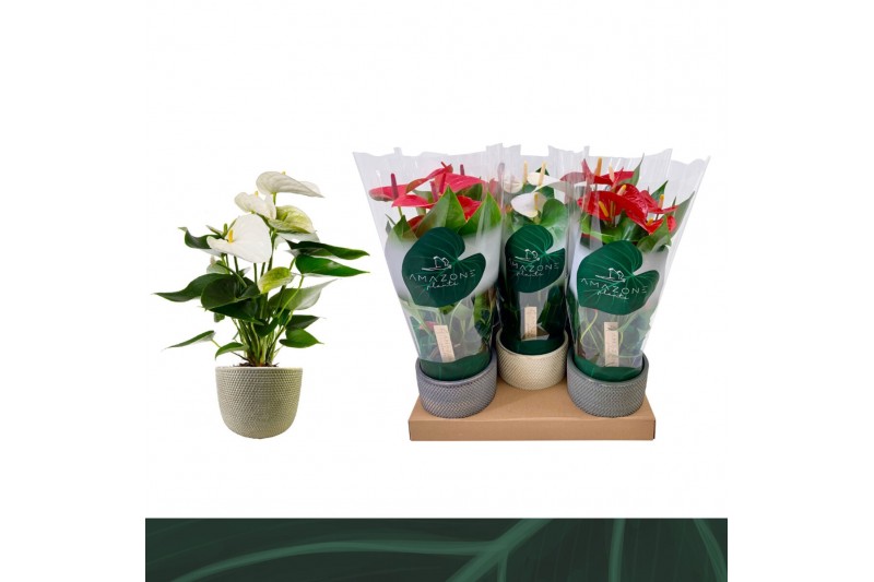 Anthurium andr. mix 3 kleuren Anthurium Mix 12cm Luxe Keramiek 5 bl. 