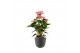 Anthurium andr. mix 3 kleuren Anthurium Mix 12cm Luxe Keramiek 5 bl. 