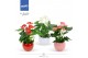 Anthurium andr. mix Mimesis Anthurium Grandiflora mix - Bolpot mix 5 b 