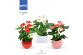 Anthurium andr. mix Mimesis Anthurium Grandiflora mix - Bolpot mix 5 b