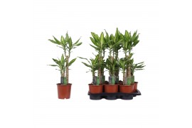 Dracaena fragr. mass coast Dracaena Mass Coast, 17 cm pot 2 pp