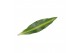 Dracaena fragr. mass coast Dracaena Mass Coast, 17 cm pot 2 pp 