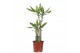 Dracaena fragr. mass coast Dracaena Mass Coast, 17 cm pot 2 pp 