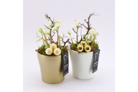 Arrangementen helleborus NHCR-2518M Verboom Helleborus 1 pp