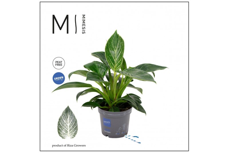 Philodendron Philodendron - KARMA White Stripe | 12cm 2 pp 