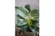 Philodendron Philodendron - KARMA White Stripe | 12cm 2 pp 