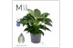 Philodendron Philodendron - KARMA White Stripe | 17cm 2 pp 