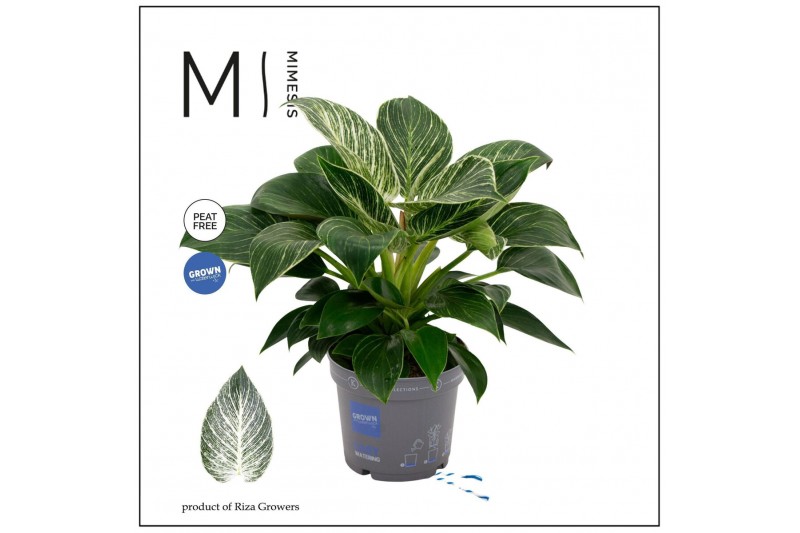 Philodendron Philodendron - KARMA White Stripe | 17cm 2 pp 