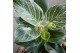 Philodendron Philodendron - KARMA White Stripe | 17cm 2 pp 