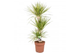 Dracaena marg. sunray Dracaena Sunray 60-30-15 (p24) 3 pp