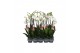 Phalaenopsis wit Phalaenopsis White, 2-spike 18+ 18 bl. 2 tak/plnt 