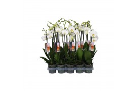 Phalaenopsis wit Phalaenopsis White, 2-spike 18+ 18 bl. 2 tak/plnt