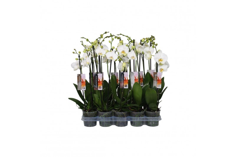 Phalaenopsis wit Phalaenopsis White, 2-spike 18+ 18 bl. 2 tak/plnt 