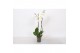 Phalaenopsis wit Phalaenopsis White, 2-spike 18+ 18 bl. 2 tak/plnt 