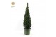 Ilex crenata Ilex crenata Pyramid 100cm P27 