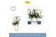 Phalaenopsis wit Fontano Bellagio 4 spike in Abruzzo White Aquo 30 bl. 