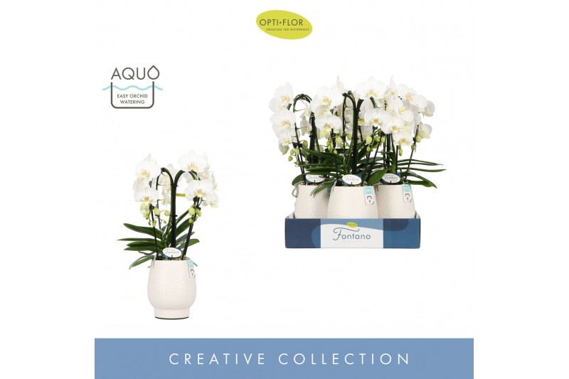 Phalaenopsis wit Fontano Bellagio 4 spike in Abruzzo White Aquo 30 bl. 