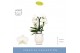 Phalaenopsis wit Fontano Bellagio 4 spike in Abruzzo White Aquo 30 bl. 