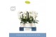 Phalaenopsis wit Fontano Bellagio 4 spike in Abruzzo White Aquo 30 bl. 