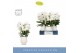 Phalaenopsis wit Fontano Bellagio 5 spike in Abruzzo White Aquo 40 bl. 