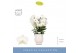 Phalaenopsis wit Fontano Bellagio 5 spike in Abruzzo White Aquo 40 bl. 