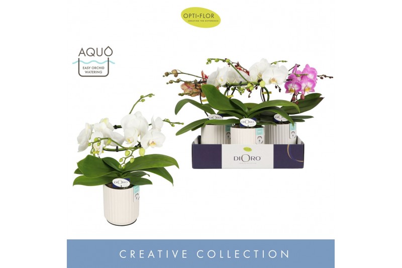 Phalaenopsis mix Dioro Mix 2 spike in Molise White Aquo 16 bl. 2 tak/p 
