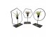 Tillandsia arrangement Tillandsia frame mix 1 pp 