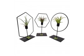 Tillandsia arrangement Tillandsia frame mix 1 pp