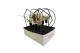 Tillandsia arrangement Tillandsia frame mix 1 pp 