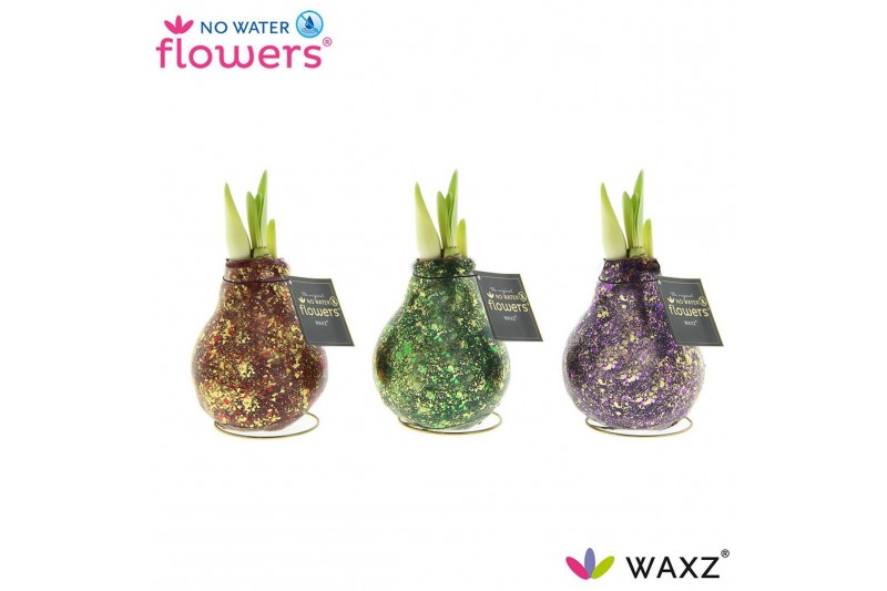 Hippeastrum gewaxt No Water Flowers® Galaxy Polaris Mix 2 tak/plnt Hippeastrum gewaxt No Water Flowers® Galaxy Polaris Mix 2 tak/plnt