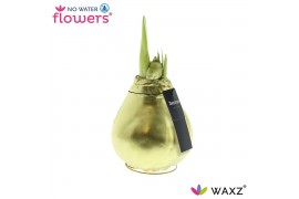 Hippeastrum gewaxt No Water Flowers Waxz® Luxury Gold(Decorum) 2 tak/p