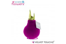 Hippeastrum gewaxt No Water Flowers Velvet Touchz® Pink 2 tak/plnt