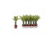 Dracaena fragr. yellow coast Dracaena Yellow Coast, 11 cm pot 1 pp 