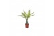 Dracaena fragr. yellow coast Dracaena Yellow Coast, 11 cm pot 1 pp 