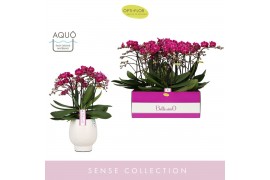 Phalaenopsis multiflora paars Bellissimo Amore in Abruzzo White Aquo 1