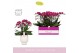 Phalaenopsis multiflora paars Bellissimo Amore in Abruzzo White Aquo 1 