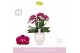 Phalaenopsis multiflora paars Bellissimo Amore in Abruzzo White Aquo 1 
