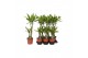 Dracaena fragr. golden coast Dracaena Golden Coast, 17 cm pot 2 pp 