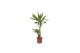 Dracaena fragr. golden coast Dracaena Golden Coast, 17 cm pot 2 pp 
