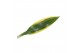 Dracaena fragr. golden coast Dracaena Golden Coast, 17 cm pot 2 pp 