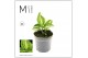 Macodes petola Mimesis Jewel Orchid KARMA Anoectochilus Sapphire - 7cm 