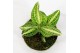 Macodes petola Mimesis Jewel Orchid KARMA Anoectochilus Sapphire - 7cm 