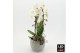 Phalaenopsis PHALXM-2533LED Phalaenopsis Xmas 2 pp 