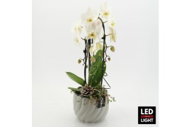 Phalaenopsis PHALXM-2533LED Phalaenopsis Xmas 2 pp