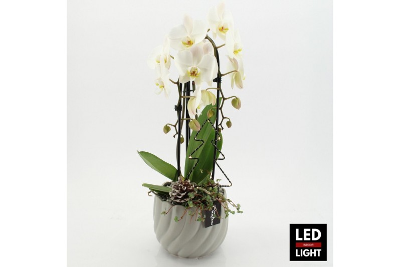 Phalaenopsis PHALXM-2533LED Phalaenopsis Xmas 2 pp Phalaenopsis PHALXM-2533LED Phalaenopsis Xmas 2 pp