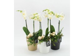 Phalaenopsis PHALXM-2537M Phalaenopsis Xmas 2 pp