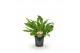 Asplenium nidus campio Asplenium Campio 