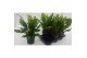 Asplenium nidus campio Asplenium Campio 