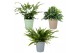 Varens mix Varen mix in Elle 5 cm diameter 