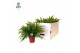 Nephrolepis exaltata green lady Nephrolepis Green Lady ECO 35 cm diame 